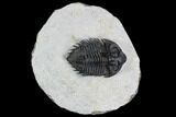 Coltraneia Trilobite Fossil - Huge Faceted Eyes #108428-1